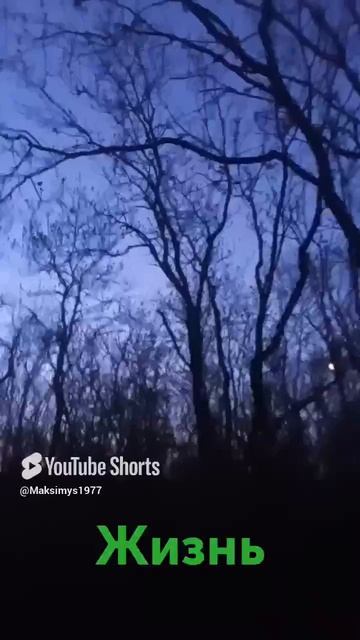 жизнь
