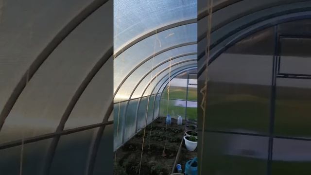 Сетка от солнца, растюхи мои рады)))