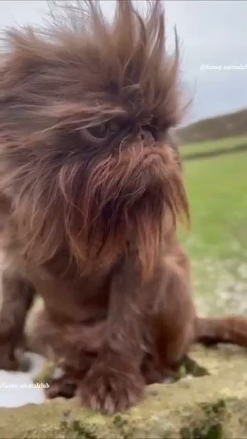 Animals That Will Instantly Cheer You Up 42