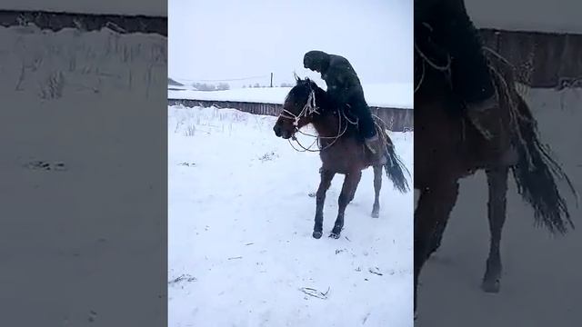 2 харлыг эмдик богба