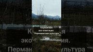 Моя эко плантация в феврале. Ореховая мульча