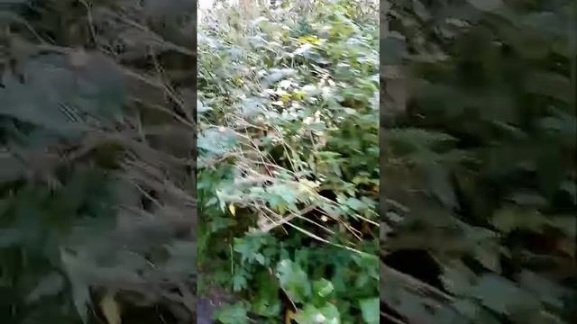 10.09.2024    Выбрались на рыбалку, ручей