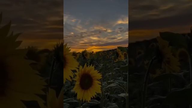 1000022791.mp4