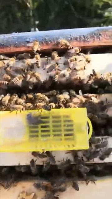 Процесс принятия пчелиной матки 🐝 #пчеловодство #пасека #пчелы #медок #маткапчелиная#пасека