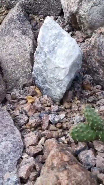 А вы знали?🍀Зимующие в открытом грунте!🍀