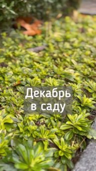 Декабрь в саду☘️Ландшафтный дизайн своими руками☘️