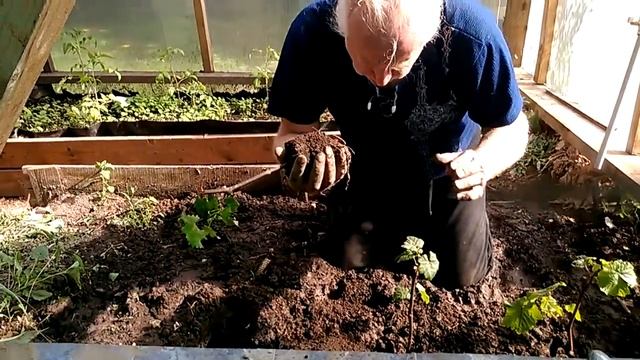 Посадка черенков винограда