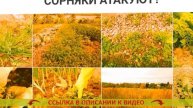 👌 Как бороться со снытью на даче 🎯
