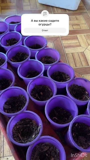 Сажу огурцы на рассаду 🌱 #рассада #рассадаогурцов #ог?