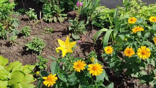 Придомовые клумбы 02.07.24.