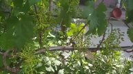 Виноград Виктор 4 июня Шымкент
