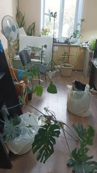 Наводим порядок в офисе - пересадка растений
