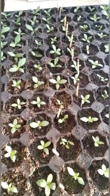 Рабочий лайфхак 💪 Поливаем 1000 всходов эустомы #flowers #ф