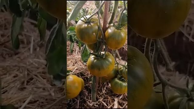 МОЙ ЛИЧНЫЙ ОПЫТ ВЫРАЩИВАНИЯ СОРТА ТОМАТА ИРЛАНДСКИЙ Л