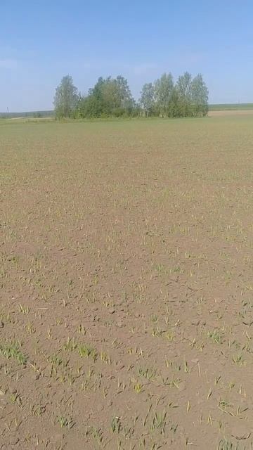 #shorts 🔎🌾Обследование ячменя Яромир. Кировская област