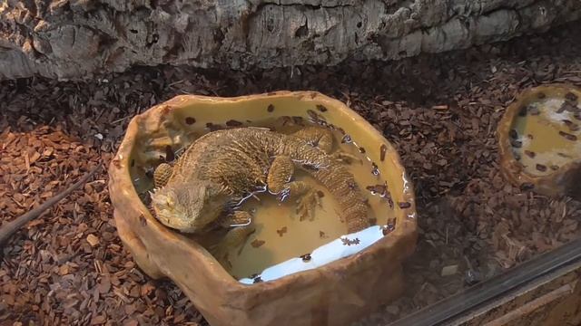Ящерица купается/ Lizard bathing