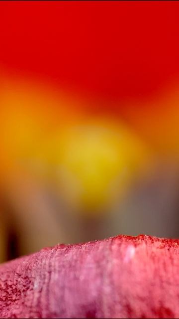 Тюльпаны и черешня