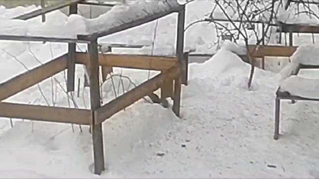 Веселая белка  собирает семечки из кормушки на  даче. 2024-12-24
