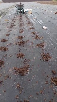 "Зимняя" посадка клубники