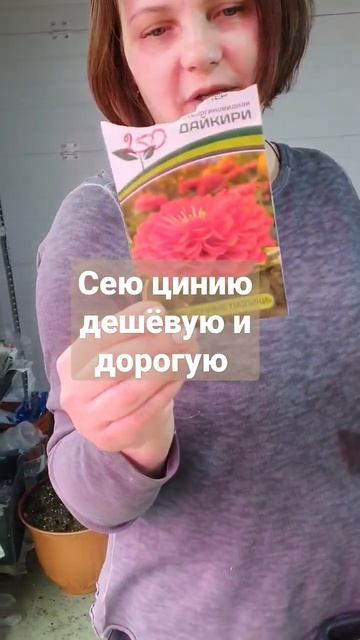 чем отличается дорогая циния от дёшевой