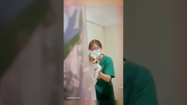 ставим прививку животным