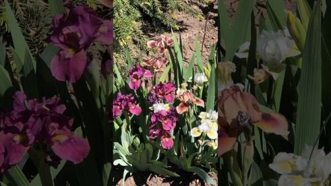 22 апреля 2024.Карликовые ирисы.Восторг!