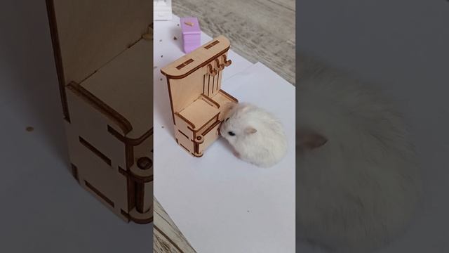Новая полоса препятствий для Неши! 💫