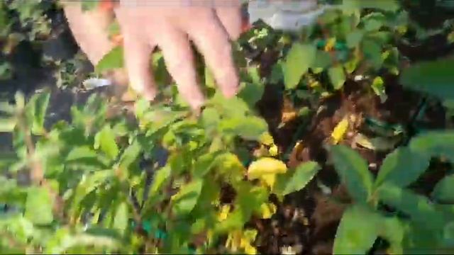 Жимолость. Проект сажаем вместе.
