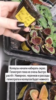 Посадка петунии, гелиотропа, колеуса от А до Я. Начало ?