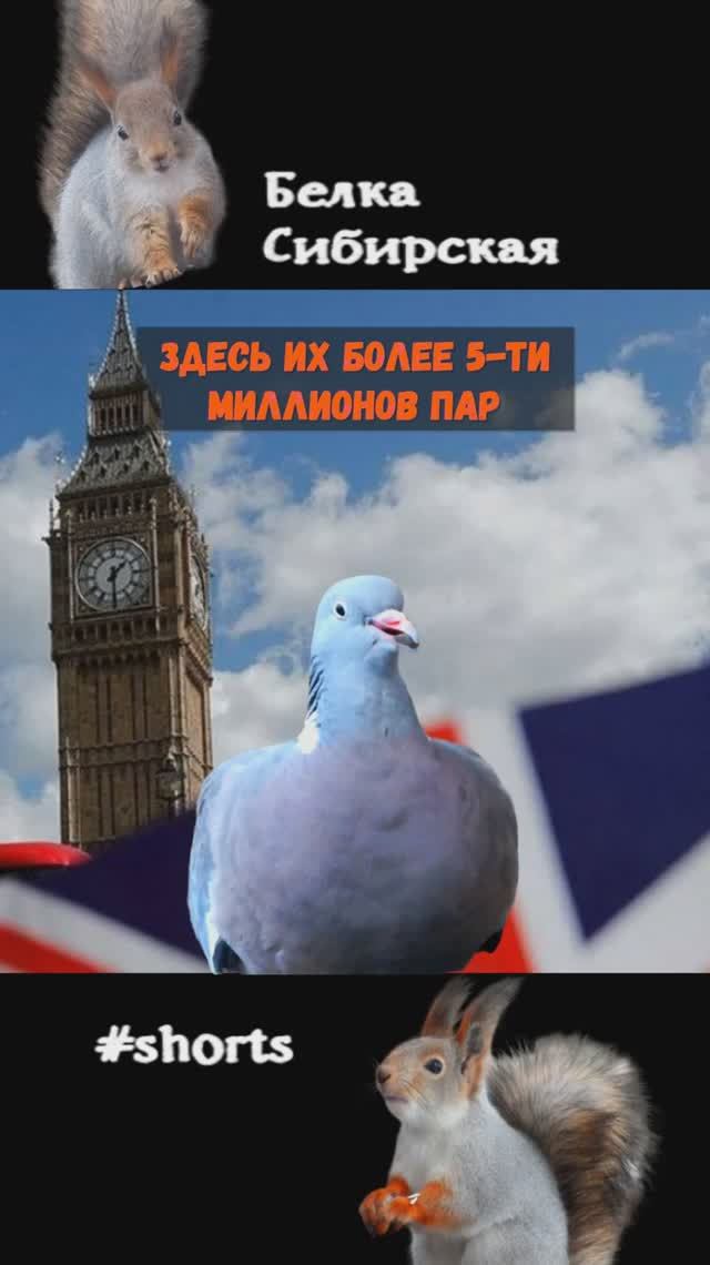 Вяхирь не везде лесная птица