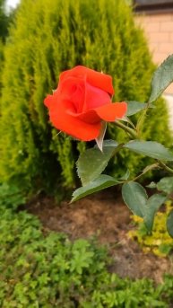 Роза Кардинально красный цвет #rose #сад