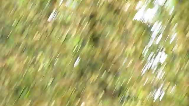 Птичьи ванны . Bird baths