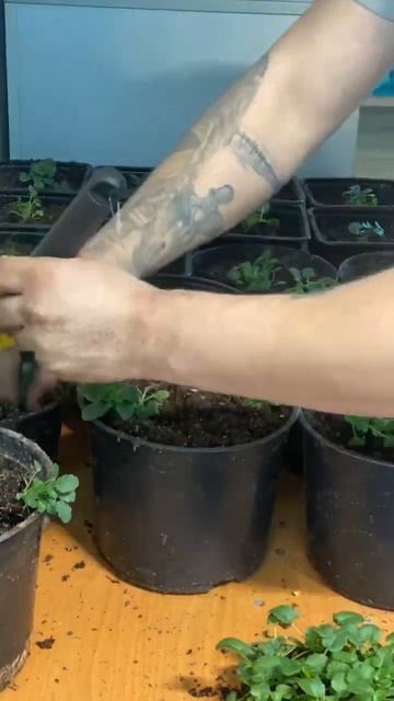 Посылка пищевых цветов ! Подробнее в тг https://t.me/yyoungfarmer