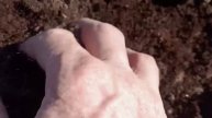 Как прогнозировать Всхожесть семян плодовых культур ?