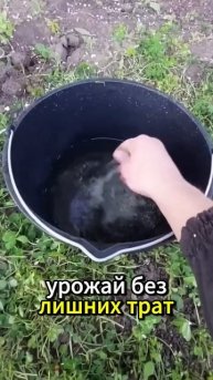 Пышное цветение гортензии. Весенняя хитрость!#дача #ц?