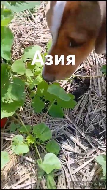 Вкусняшка🍓🍓🍓 #саженцы #отправкапочтой #растения #с?