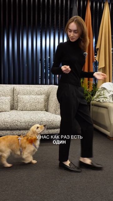 Когда Бэтти выбирает диван, важно всё: комфорт, стиль и, конечно, идеальная ткань для хвостика!