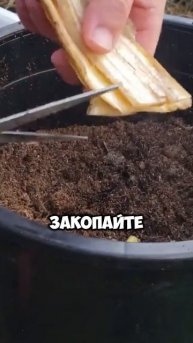 Лучшие Советы Из СССР Для Огорода На Осень Ч1 #огород #