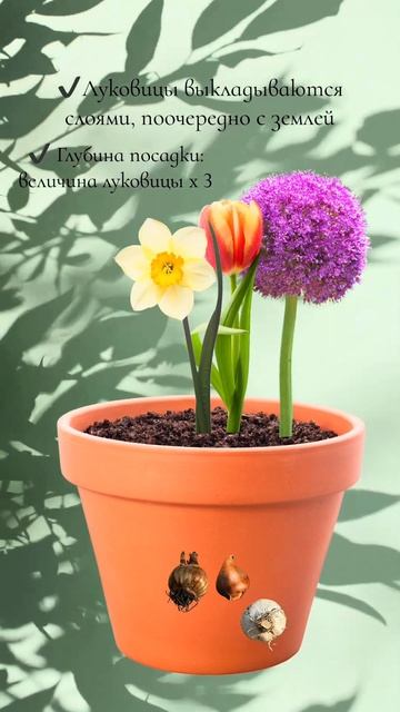 Дом весенних цветов