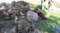 Кто кинул камень в мой огород?||Who threw a stone in my garden?