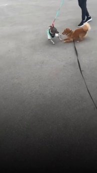 А вы за поводок или рулетку? #кинолог #дрессировкасобак