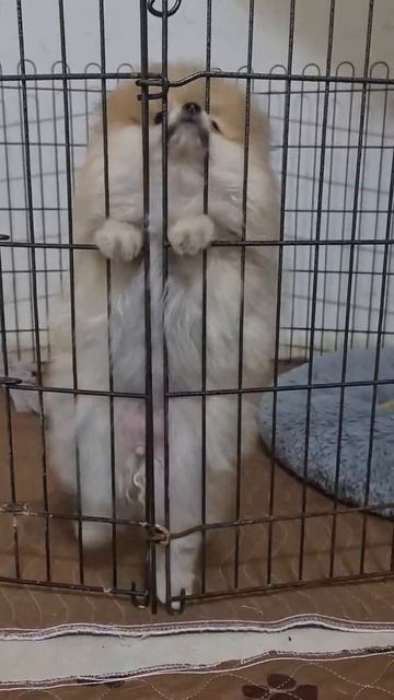 😍Смешной щенок Померанского шпица 3 месяца.