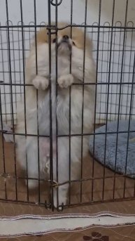 😍Смешной щенок Померанского шпица 3 месяца.