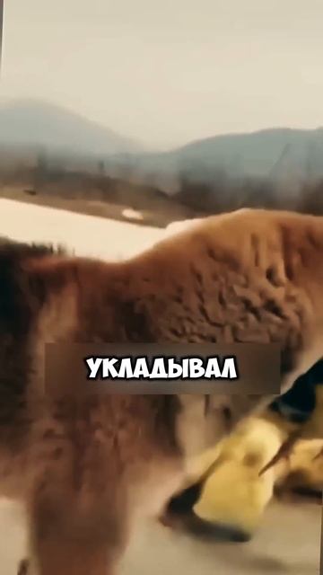 Семья щенка и уток 🐶 🦆 #животные #милыеживотные