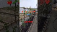 БЮДЖЕТНЫЙ ОГОРОД В ДЕРЕВНЕ 🍅🥒🍓🌿🌶️🥔💯❤️...