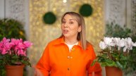 ВЫБИРАЕМ ЛУЧШИЕ СЕМЕНА ОГУРЦОВ