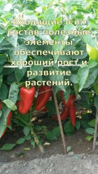 Можно ли поливать перец дрожжевым раствором. Подкормк