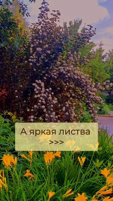 🍃Очень красивый кустарник и ноль ухода! Подробно в ко