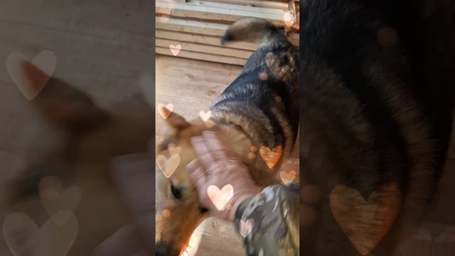 1000023166.mp4 (Собака наблюдает за утеплением кровли дома А-фрейм)