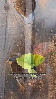 посадочный пистолет для рассады